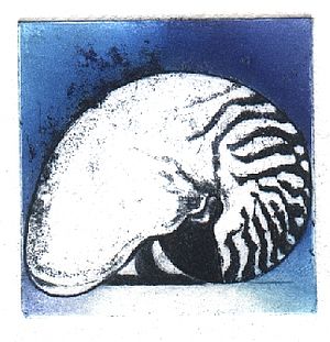 "Kleine Nautilus" (228) 
